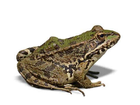 Frog Batrachian Transparent · Free photo on Pixabay