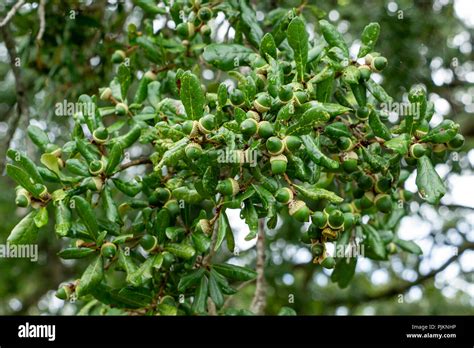 Green acorns of a southern live oak tree (Quercus virginiana), closeup ...