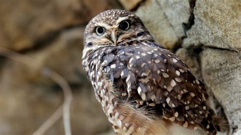 Burrowing Owl - Elmwood Park Zoo