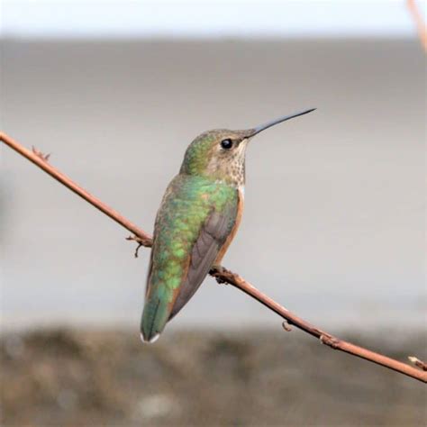 The Amazing Hummingbird Migration & Ways You Can Help