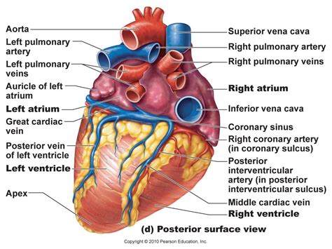 Heart Posterior artery & veins Cardiac Anatomy, Anatomy Organs, Medical Anatomy, Human Anatomy ...