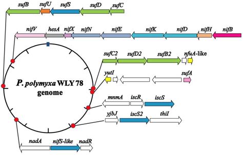 IJMS | Free Full-Text | Identification of Genes Involved in Fe–S ...