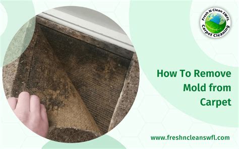 How To Remove Mold From Carpet| Fresh N Clean SWFL