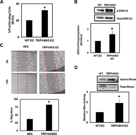 TRPV4 channels regulate tumor angiogenesis via modulation of Rho/Rho ...