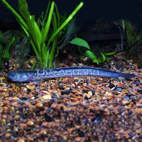 Dragon goby! Love my boy | Tropical freshwater fish, Aquarium fish, Fish tank