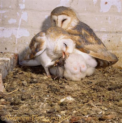 Barn Owls in nest photo WP11545