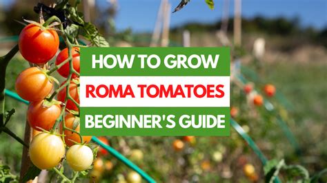 How to Grow Roma Tomatoes - A Beginner's Guide - Gardening Eats