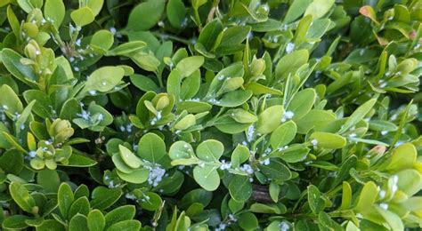 Behind the Fluff: Boxwood Psyllid — NewGen® Boxwood