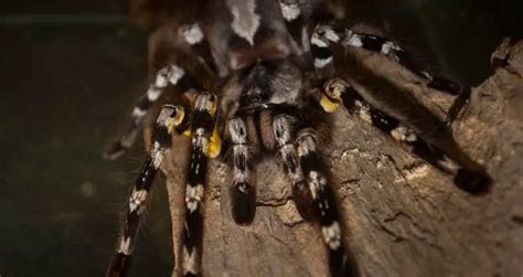 Poecilotheria regalis 101: Care, Enclosure, Temperament & More