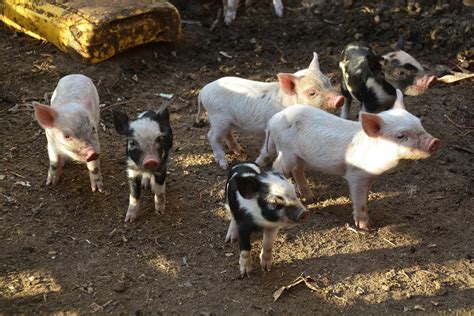 Hampshire Pigs: Everything You Need to Know — J&R Pierce Family Farm