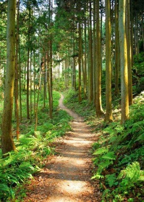 a dirt path in the middle of a forest