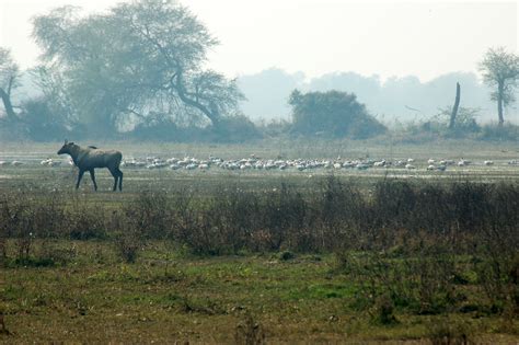 Keoladeo National Park | Sahapedia