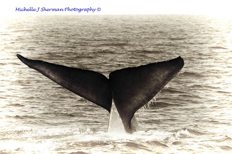 Foto Friday “Whale Tale” – HIV Thrive