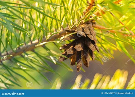 Pine Tree Leaves. Pine Tree Needle Leaves Close Up Stock Image - Image ...