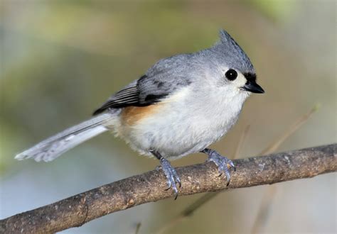 Tufted Titmouse - NestWatch