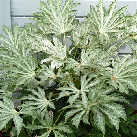 Fatsia ‘Spider’s Web’ | TERRA NOVA® Nurseries, Inc.