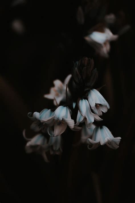 Flowers, dark aesthetic | Dark aesthetic, Aesthetic, Flowers