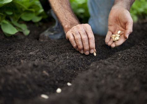 How to Get Free Seeds for Your Garden