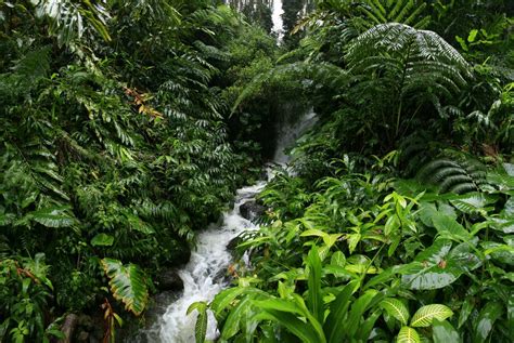 Hawaii Rainforest : : Wildernesscapes Photography LLC, by Johnathan A. Esper