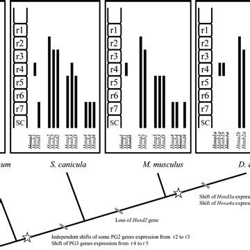 Schematic summary of nested expression pattern of Hox genes along the... | Download Scientific ...