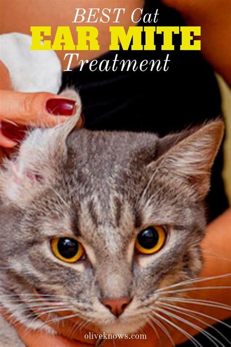 Best Cat Ear Mite Treatment | OliveKnows in 2021 | Cat ear mites, Clean cat ears, Cat safety