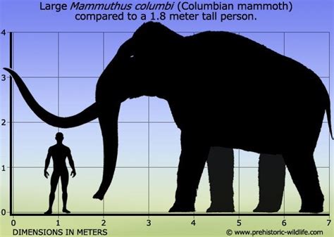 Bull columbian mammoth vs Tyrannosaurus rex : whowouldwin