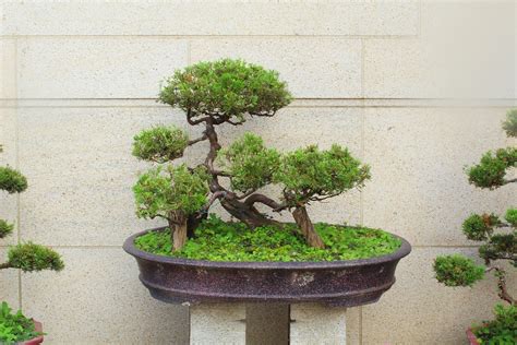 Bonsai Tree Asia Taiwan · Free photo on Pixabay