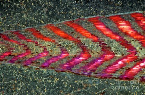 Tadpole Tail Photograph by Marek Mis/science Photo Library - Fine Art America