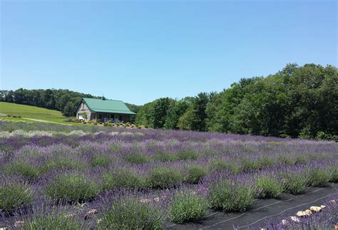 Deep Creek Lavender Farm - Lavender Farm, Lavender Products, Lavender