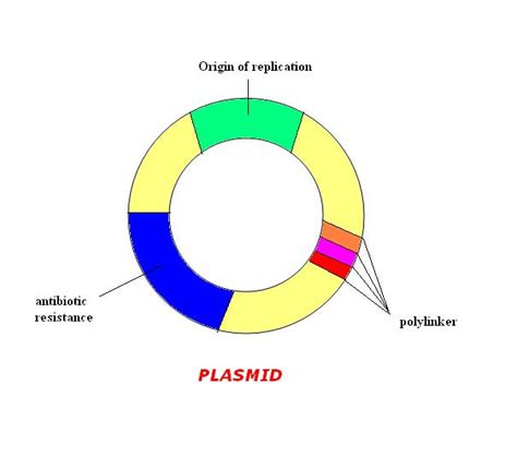 Plasmid - UVM Genetics & Genomics Wiki