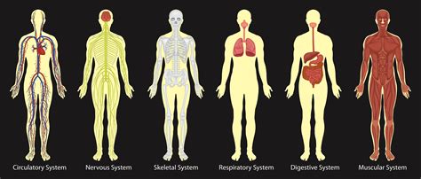 [DIAGRAM] Hiv And The Body Diagram - MYDIAGRAM.ONLINE