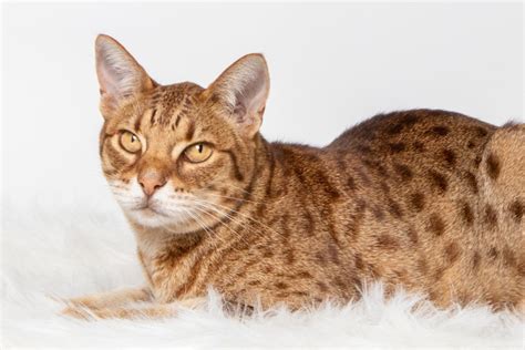 Ocicat Cat Breed