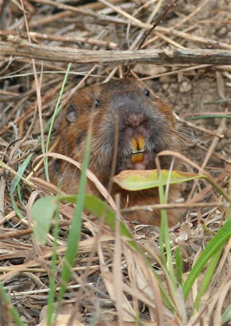 Botta's Pocket Gopher (Thomomys bottae) - The Firefly Forest