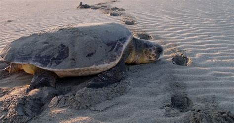 Dalyan Turtle Beach | Marmaris Turkey