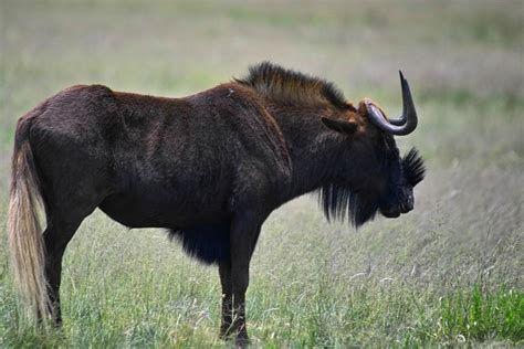 Black wildebeest | IMG04563 | Arno Meintjes | Flickr