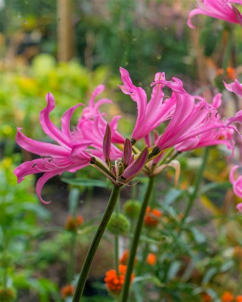 Amarine belladiva 'Aphrodite' — Buy soft pink Amarine lilies online at ...