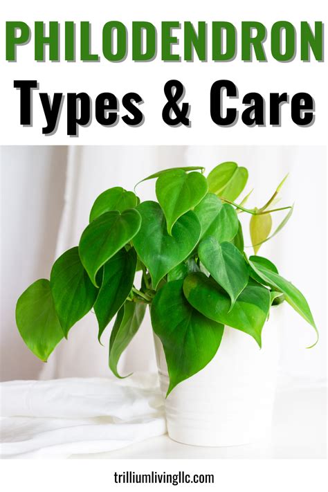 How to Grow Philodendron, Types & Care Tips - Trillium Living ...