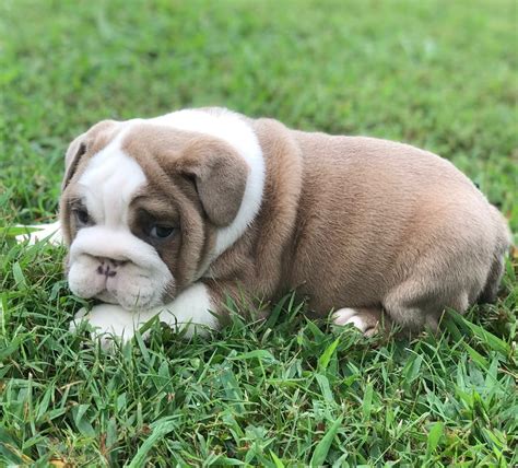 English Bulldog Puppies For Sale | Pikeville, KY #308422