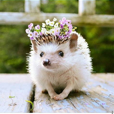 adorable hedgehogs - Google Search so cute!!!!!!!!!!!!!! in 2020 | Animals beautiful, Cute ...