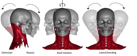 Anatomical terms for movement in the neck: flexion/extension [left],... | Download Scientific ...