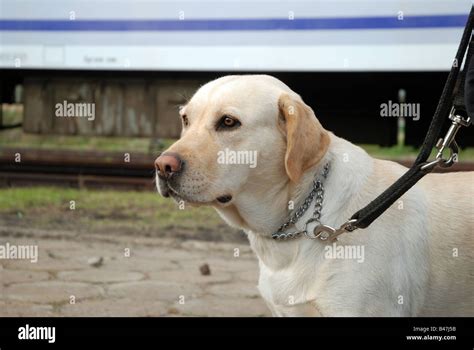 Police labrador sniffer dog trained for drug searching Stock Photo - Alamy