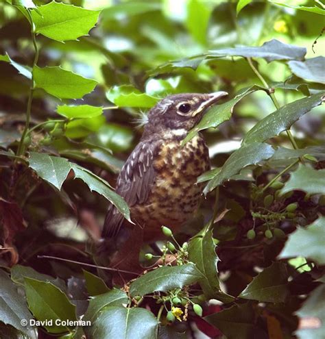 How Did American Robins Become The State Bird Of Michigan?