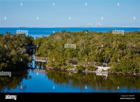 Trails in Robinson Preserve with the Sunshine Skyway bridge over Tampa Bay in the background ...