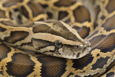 Burmese Pythons: The Giant Invasive Snake at Risk in Its Native Land - Newsweek