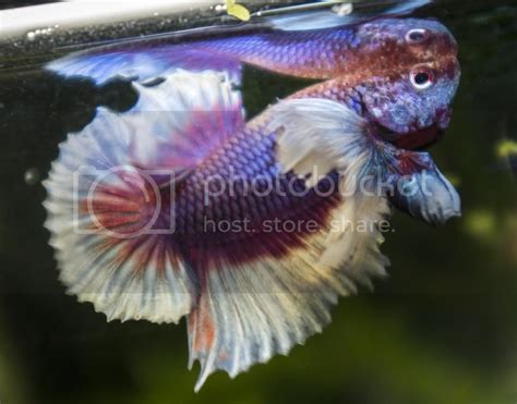 Betta fish Chat | Page 3 | The Planted Tank Forum