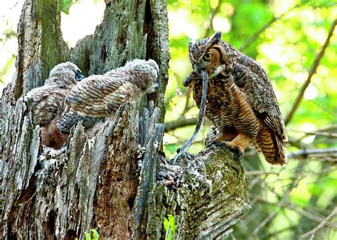 Great Horned Owl Feeding Black Rat Snake to babies Photograph by Donna ...