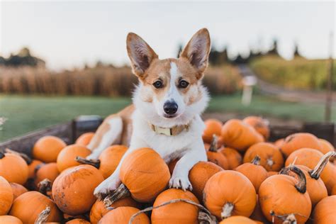 Cute adorable corgi puppy dog sitting on a pile of pumpkins at the ...