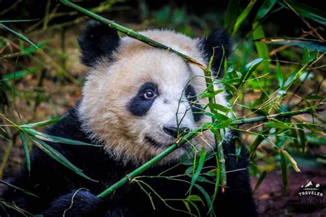 Chengdu Research Base of Giant Panda Center Tour China