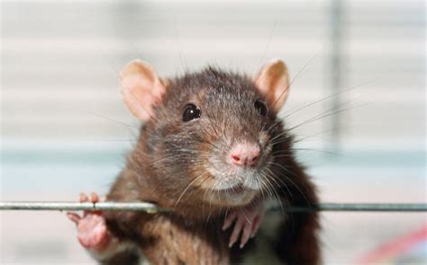 How Long Do Rats Live? Understanding the Average Rat Lifespan