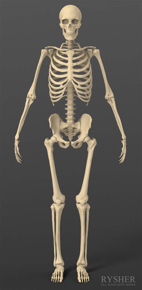 3d model human male skeleton exact